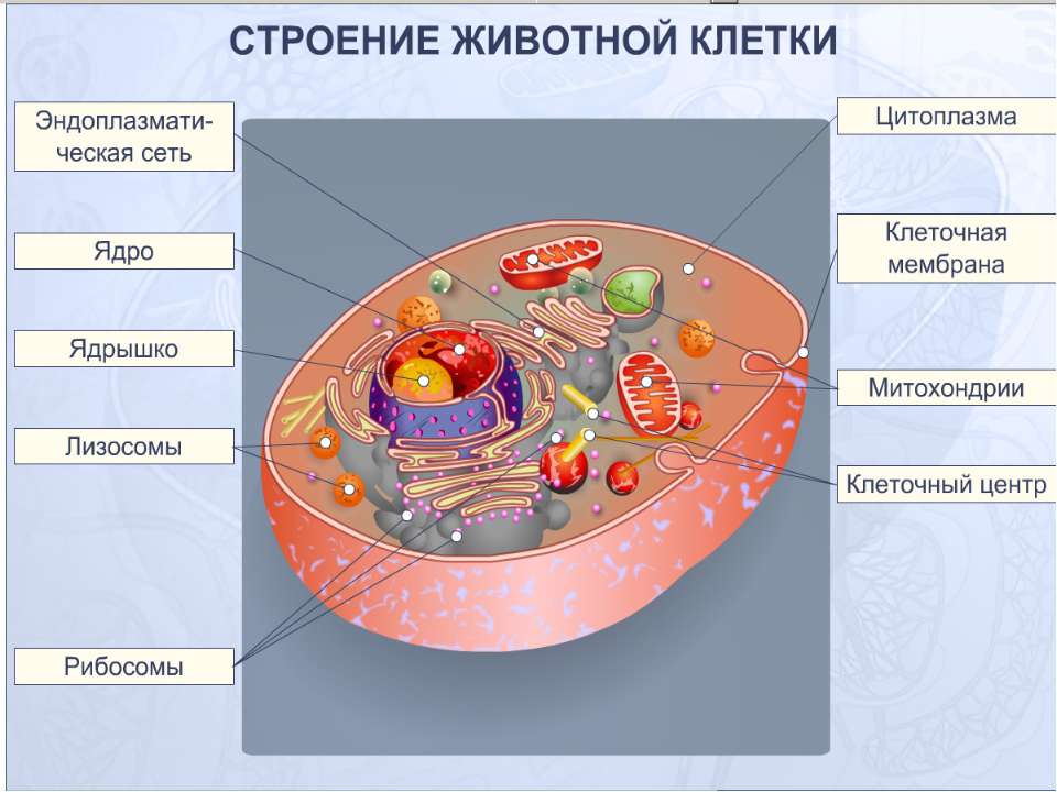 Презентация строение клетки 6 класс