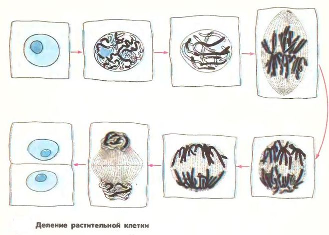 Деление рисунок биология