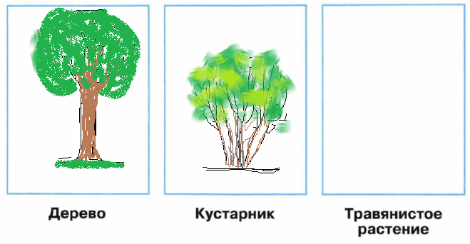 Части кустарника для детей. Строение дерева и кустарника. Рисование деревья и кустарники. Кусты для детей дошкольного возраста.