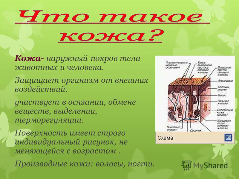 Кожный покров человека презентация