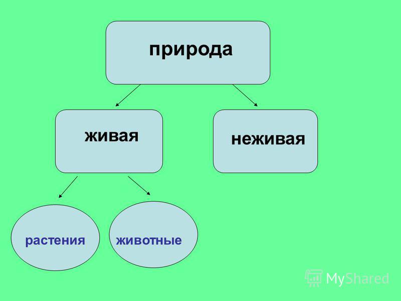 Гриб относится к живой природе. Гриб Живая или неживая природа. Царства живой и неживой природы.