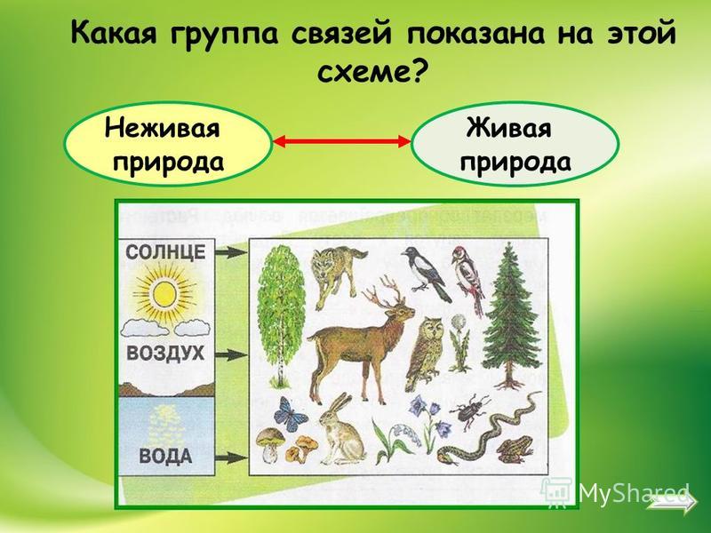 Какие связи существуют между живой неживой природы