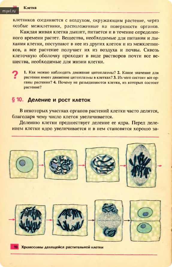 Этапы деления растительной клетки схема 5 класс биология.
