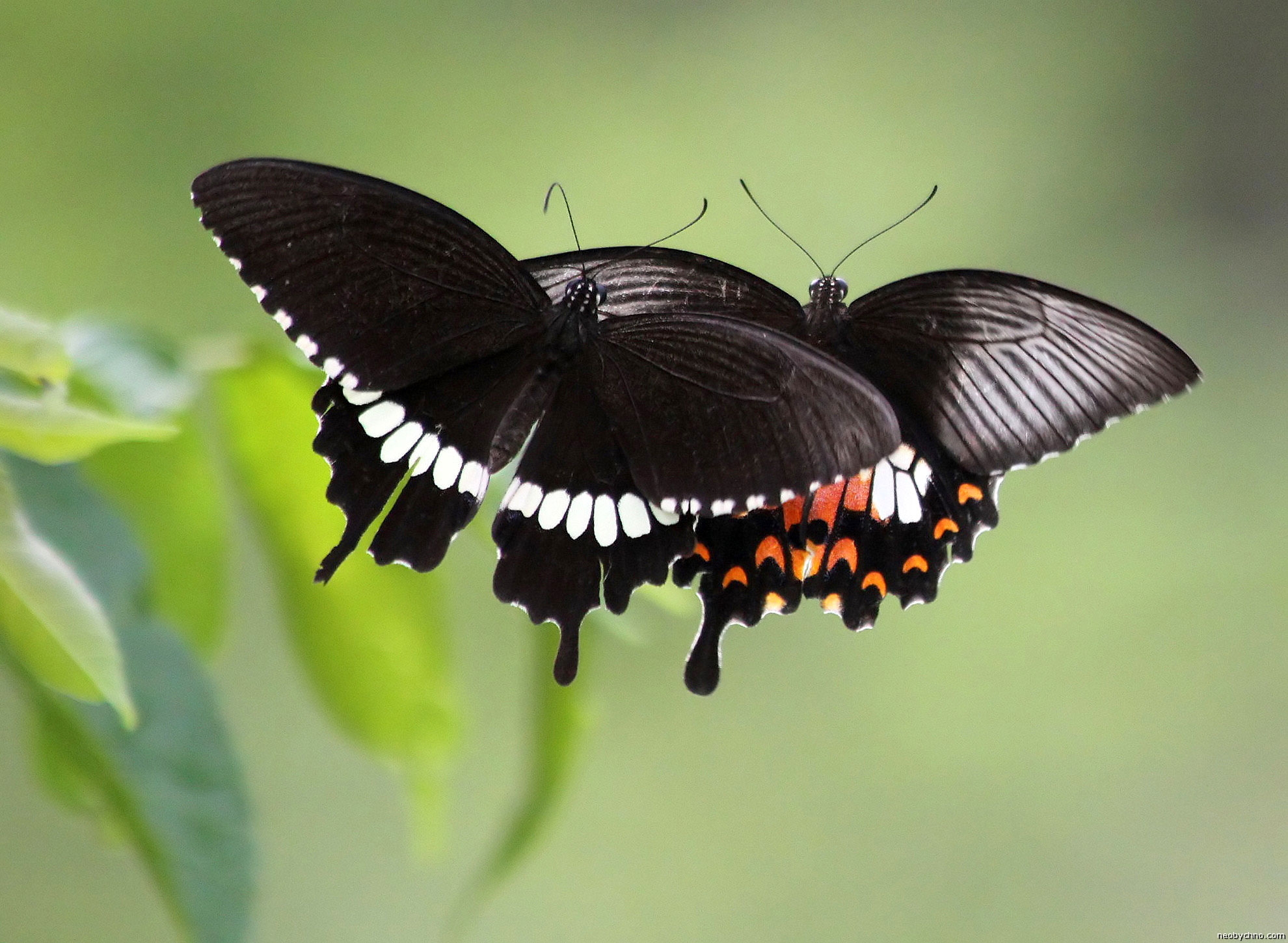 Черные бабочки 1. Черный Кардинал бабочка. Черный Махаон бабочка. Махаон черный Дальневосточный. Бабочка Кардинал Махаон.