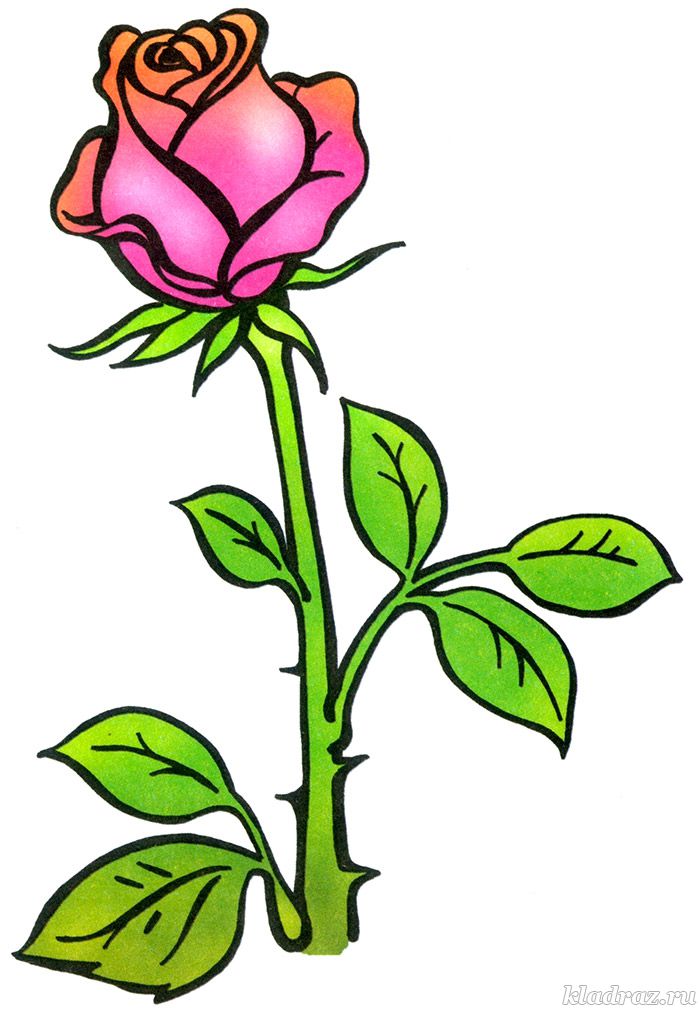 Красивые картинки и рисунки розы для детей - прикольная подборка 11