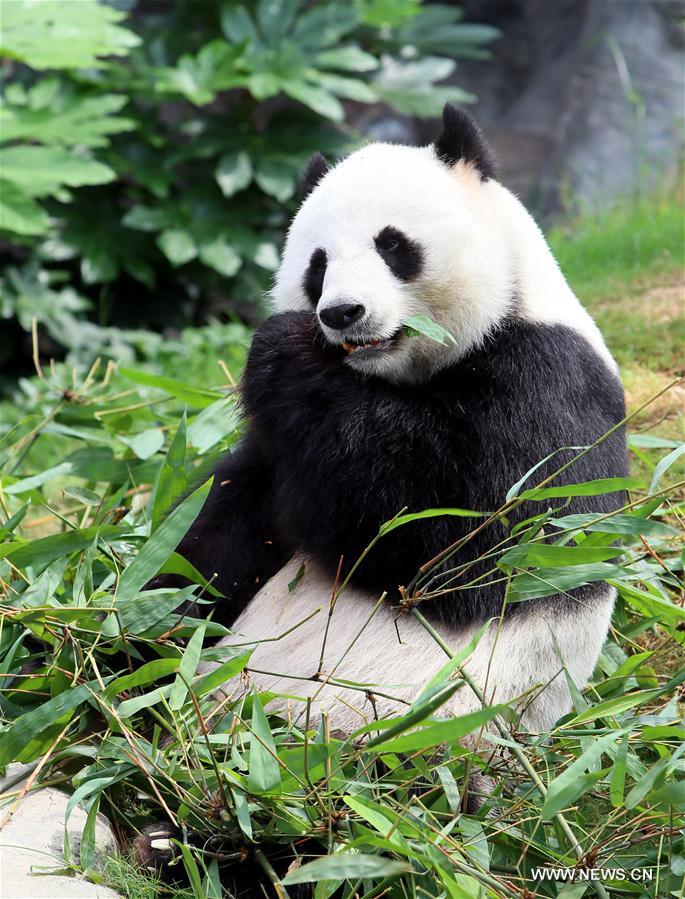 Большая панда живет. Цзя Цзя Панда. Панда Ань Ань. Тибетская Панда. Большая китайская Панда.