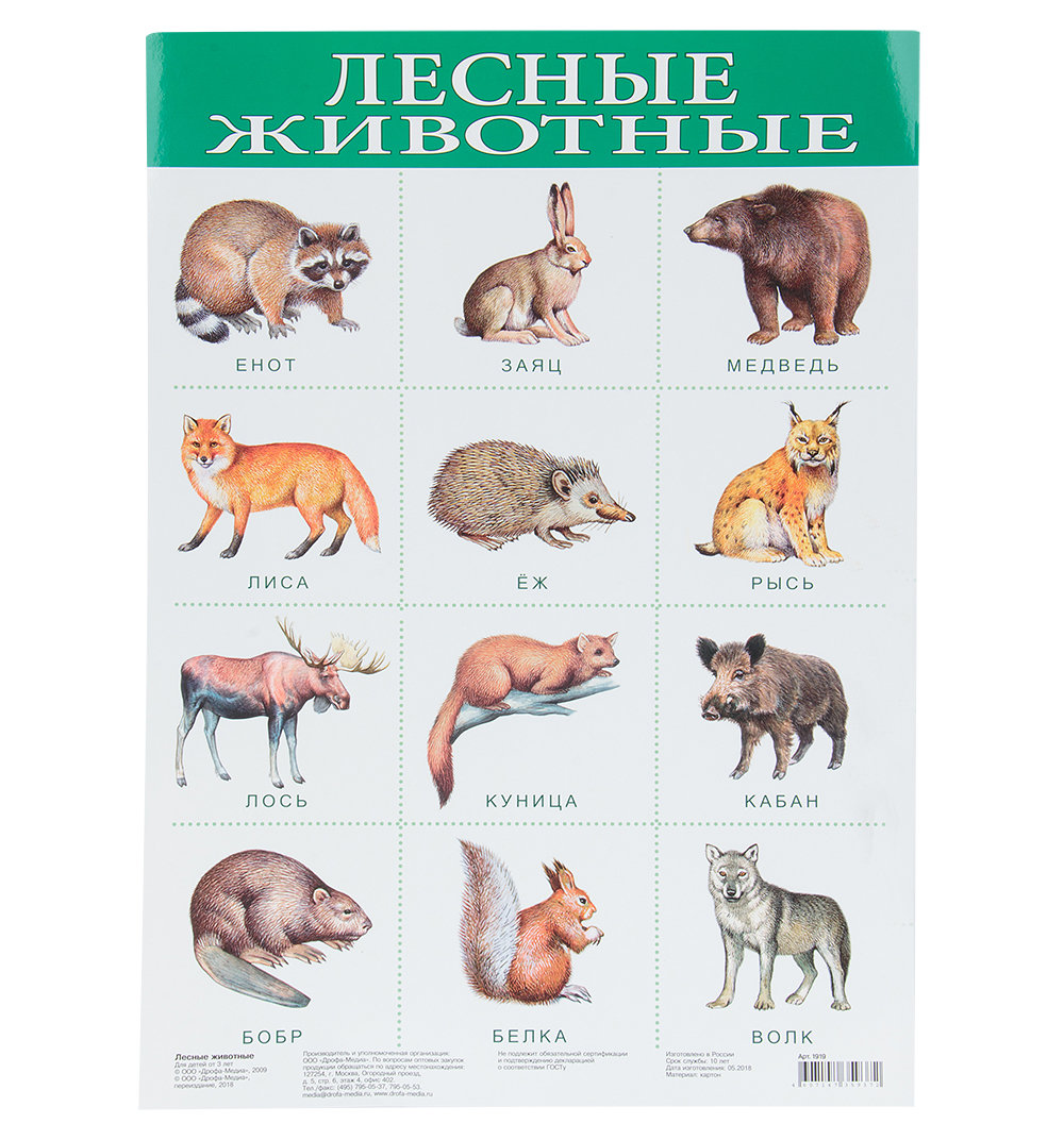 Звери список животных. Плакат. Животные. Плакат с животными. Дикие животные список для детей. Обучающие плакаты с животными.