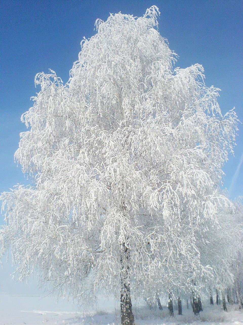 Береза зимой