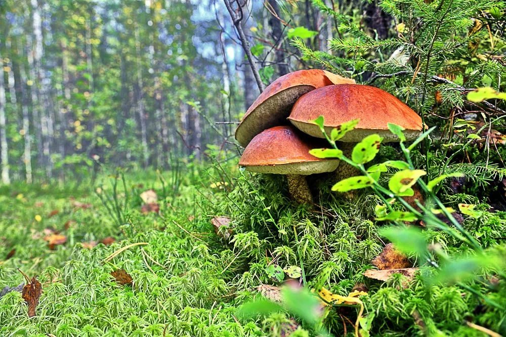 Картинки с грибами в лесу