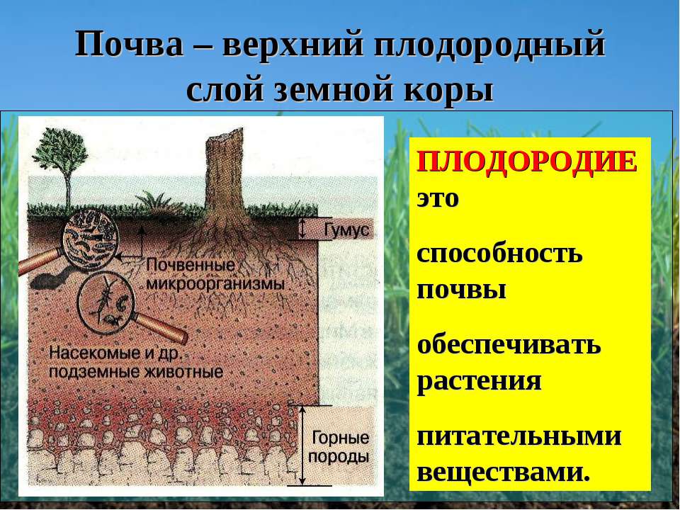 Как называется плодородный слой почвы содержащий. Плодородие почвы. Почва плодородие почвы. Плодородный слой почвы. Верхний слой почвы.