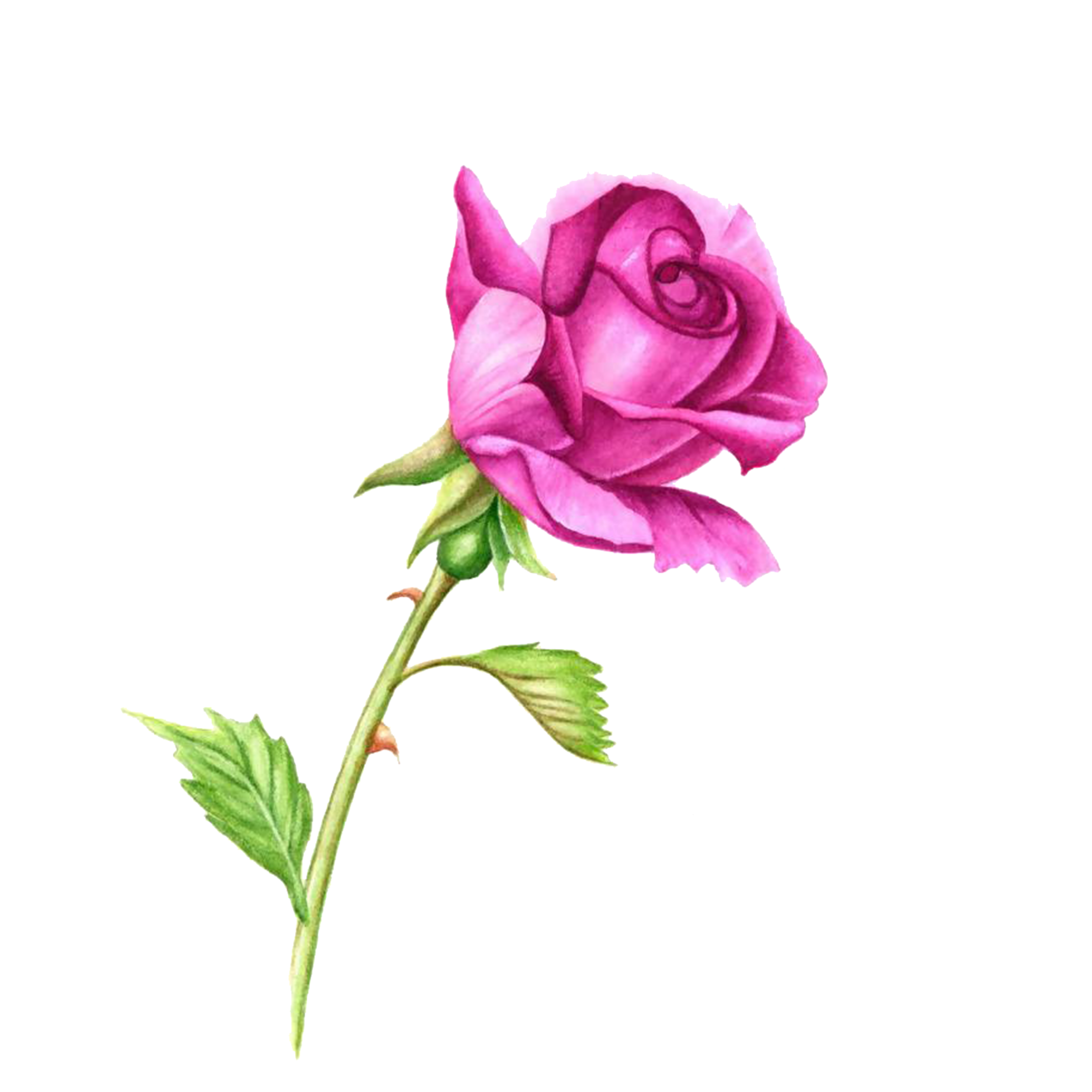 Нарисовать розовый цветок. Стебель розы. Розочки мультяшные. Цветок со стеблем на белом фоне.