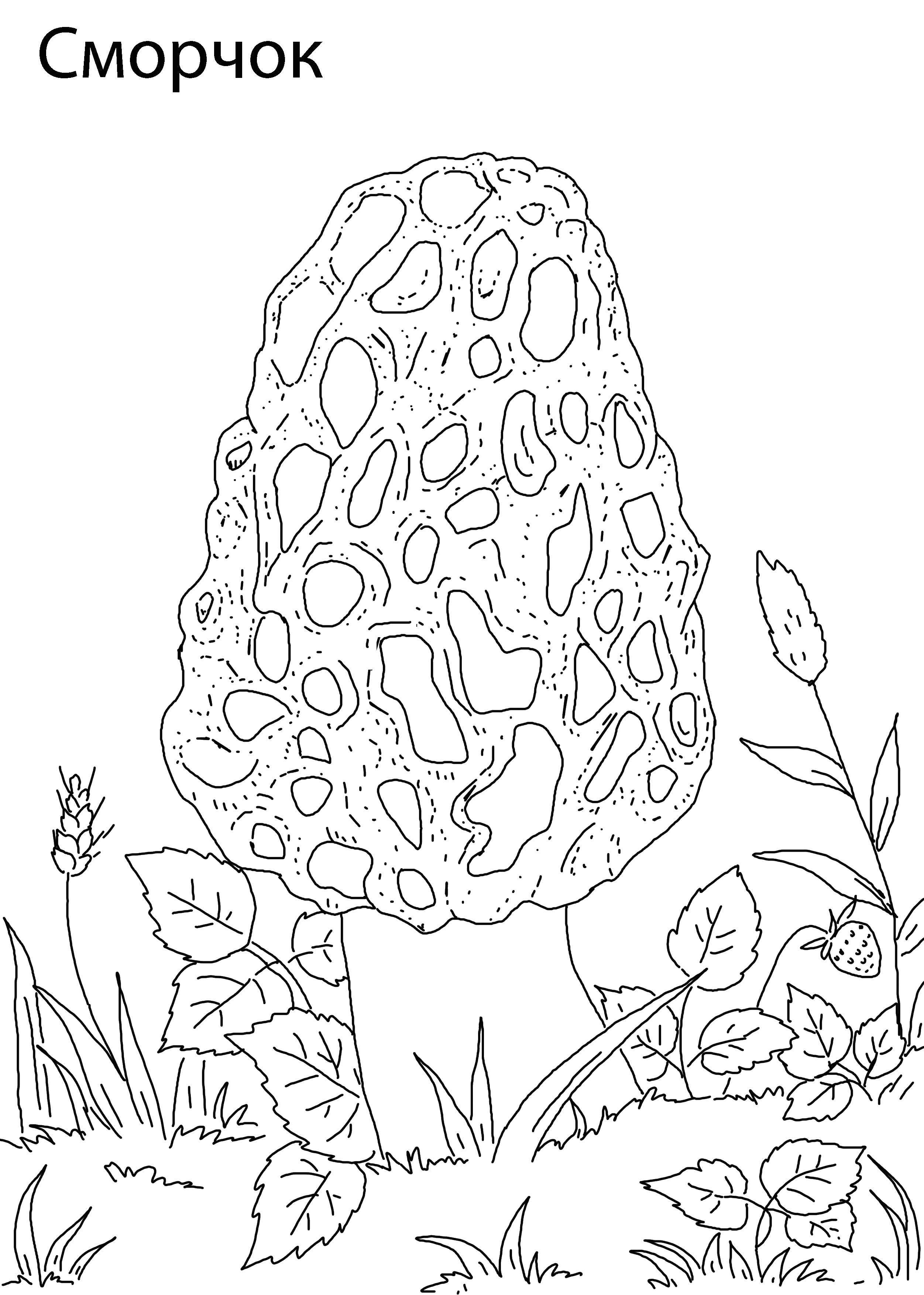 Сморчок гриб рисунок карандашом