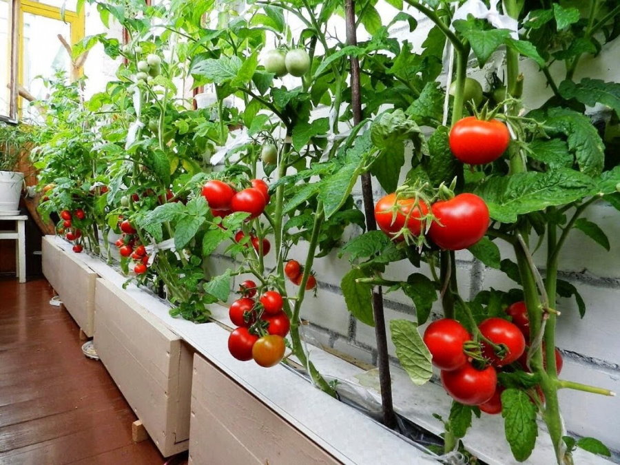 Красные помидоры на балконном огороде