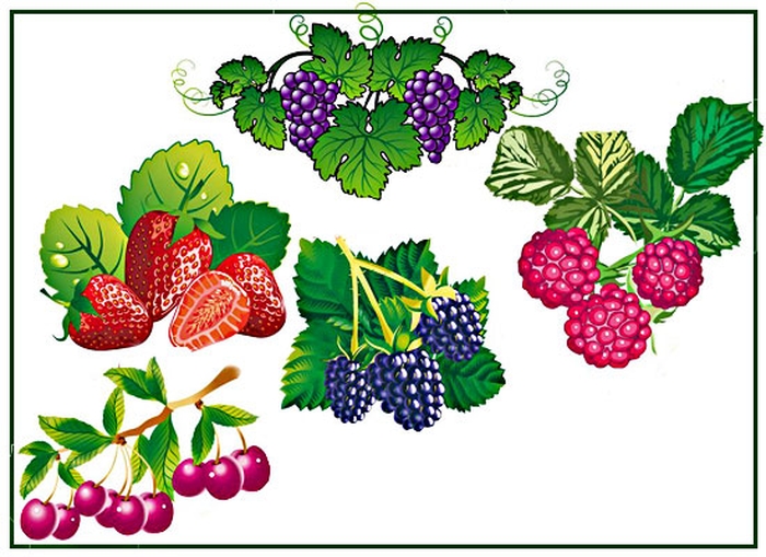 Картинки лесных ягод для детей детского сада   подборка (1)