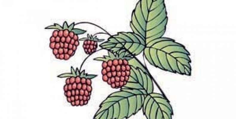 Картинки лесных ягод для детей детского сада   подборка (19)