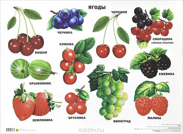 Картинки лесных ягод для детей детского сада   подборка (7)