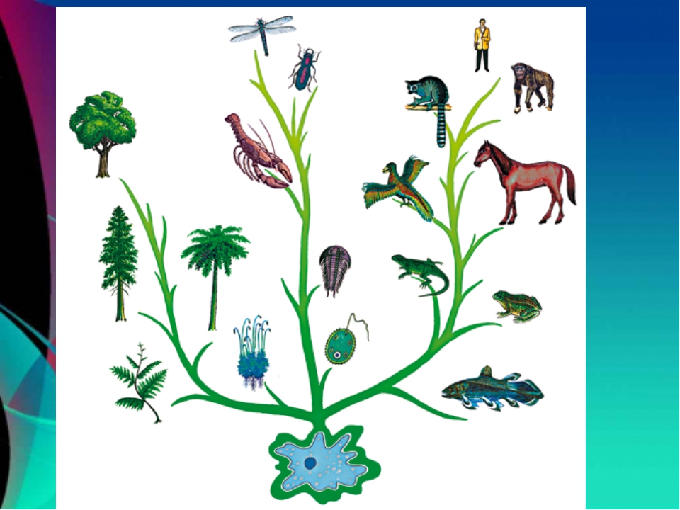 Древо живого. Эволюция растений и животных. Эволюционное дерево животных. Эволюционное Древо развития жизни на земле. Эволюция жизни растений.