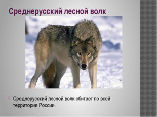 Среднерусский лесной волк Среднерусский лесной волк обитает по всей территори