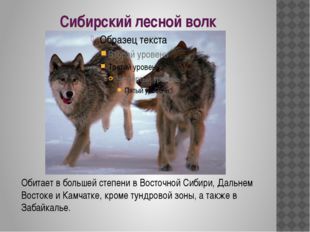 Сибирский лесной волк Обитает в большей степени в Восточной Сибири, Дальнем В