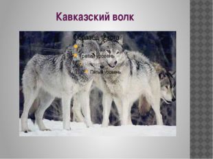 Кавказский волк 