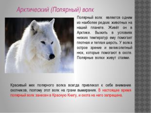 Арктический (Полярный) волк Полярный волк является одним из наиболее редких ж