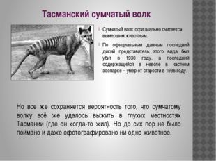 Тасманский сумчатый волк Сумчатый волк официально считается вымершим животным