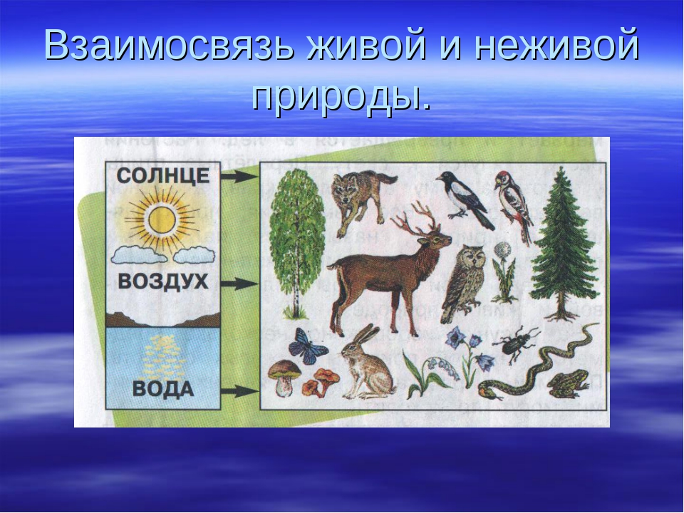 Связи между неживой и живой природой 2. Связь между живой и неживой природой. Взаимосвязь живой и не живой природ. Связь между живой и неживой природой 2 класс. Связь между нежилое и живой природой.