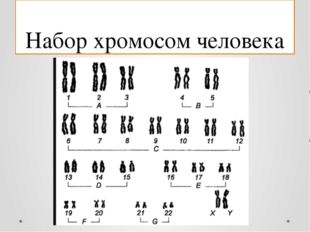 Набор хромосом человека 