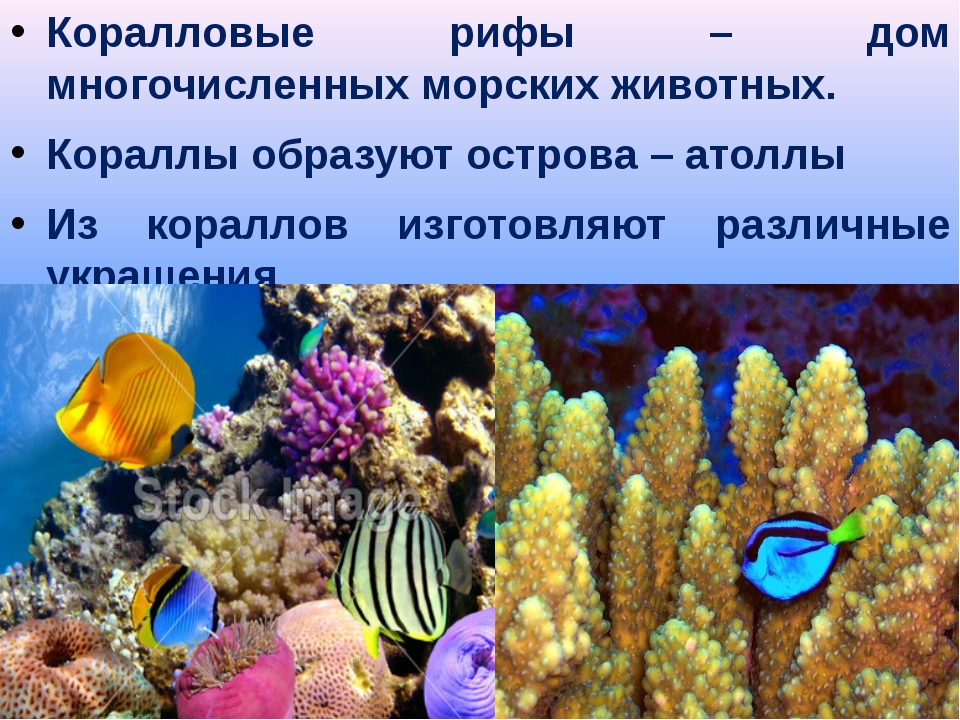 Коралловые рифы описание. Подводный мир описание. Доклад про кораллы. Коралловые рифы сообщение. Коралловый риф для детей.