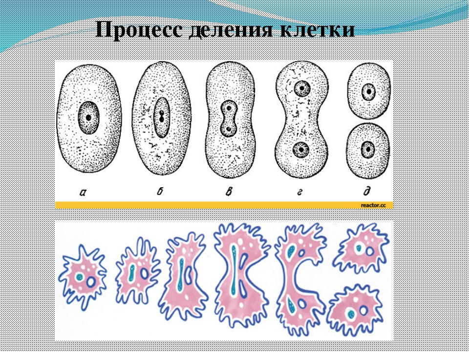 10 5 клеток. Схема процесса деления клетки. Этапы процесса деления клеток. Процесс деления клетки 5 класс биология. Этапы деления клетки человека.