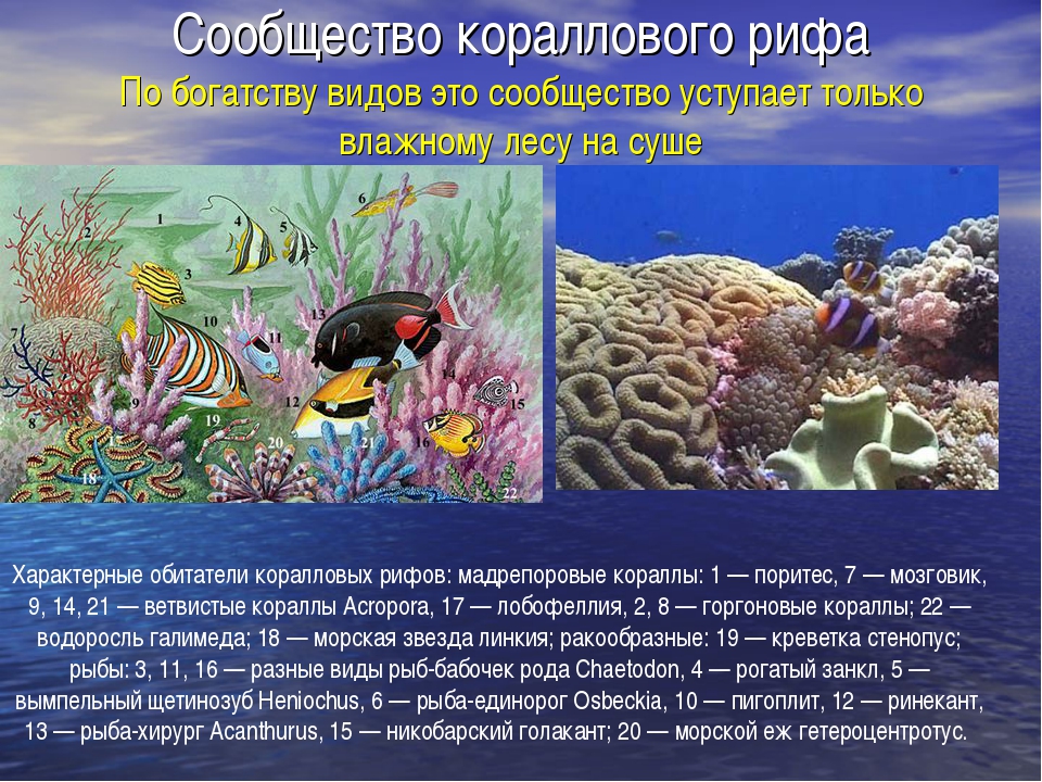 Сообщество кораллового рифа. Обитатели коралловых рифов. Многообразие жизни в океане. Коралловые рифы сообщение.