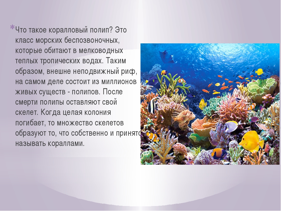 Коралловые рифы описание. Коралловые полипы рифы. Коралловые рифы сообщение. Сообщение на тему коралловые рифы. Факты о кораллах.