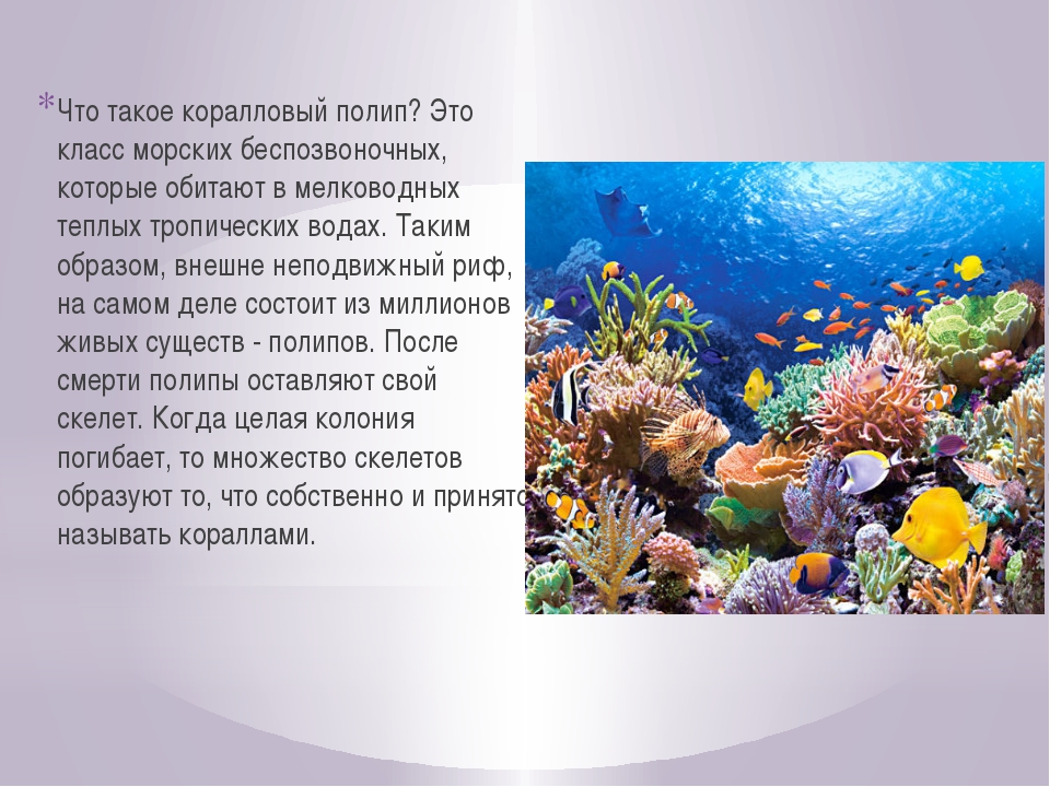 На дне коротко. Коралловые рифы сообщение. Сообщение на тему коралловые рифы. Кораллы презентация. Что такое кораллы кратко.