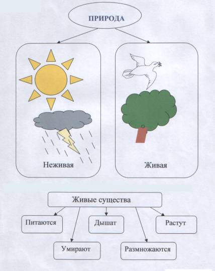 Рисунок связь живой и неживой природы