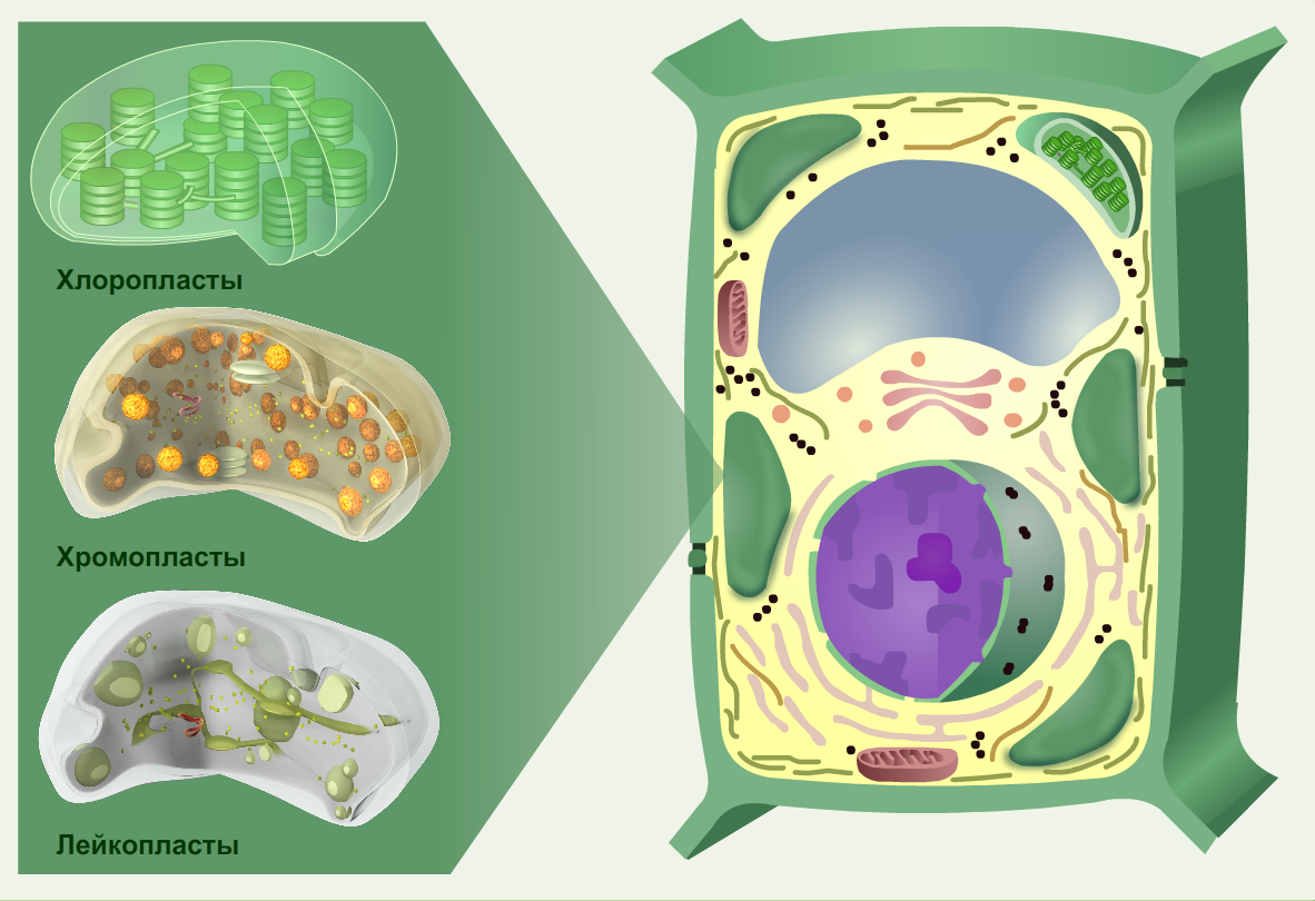 Растительная клетка термины. Строение растительной клетки пластиды. Пластиды в клетках растений. Хлорофилл хромопласты лейкопласты. Клетка растений хлоропластиды.