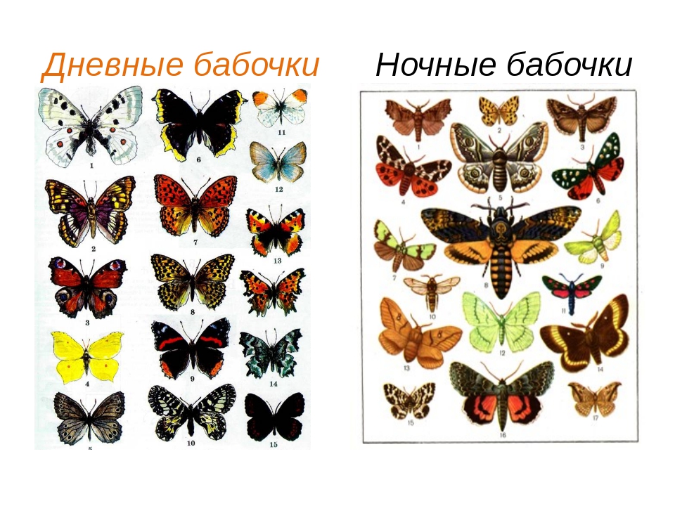 Каких бабочек нельзя увидеть днем на лугу. Отряд чешуекрылые бабочки. Чешуекрылые бабочки представители. Бабочки с названиями для детей. Названия бабочек с картинками.