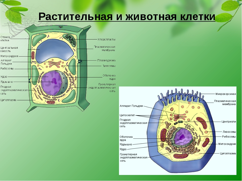 Растительная клетка вывод. Растительная и животная клетка. Клетка растений и животных. Строение растительной и животной клетки. Строение клетки растения.