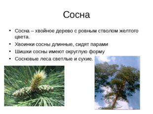 Сосна Сосна – хвойное дерево с ровным стволом желтого цвета. Хвоинки сосны дл