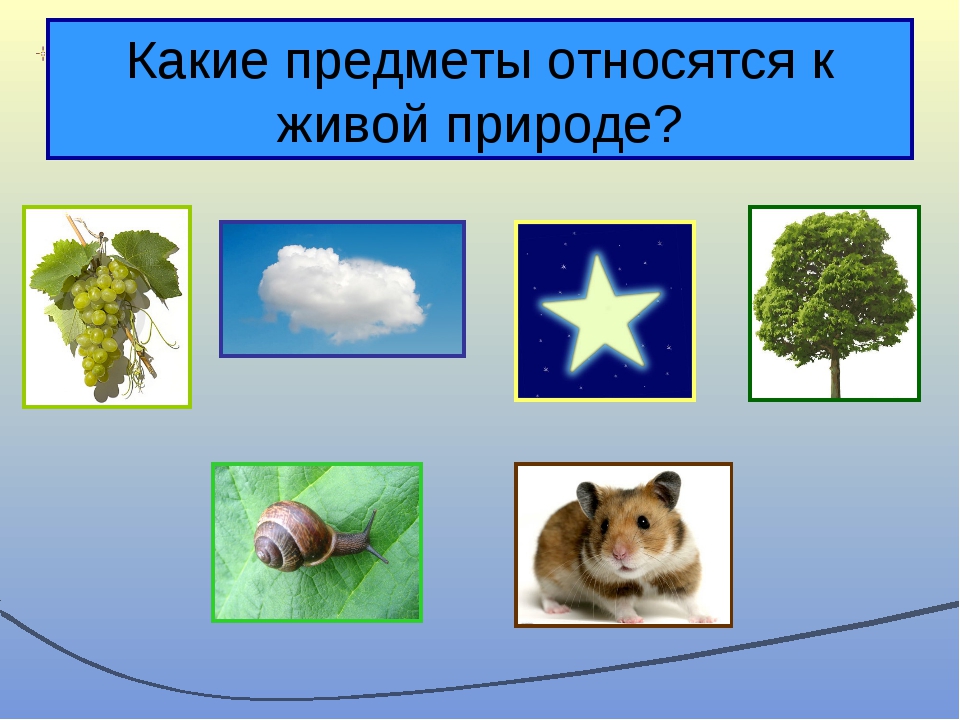 Явление и предметы природы. Какие объекты относятся к живой природе. Предметы живой природы. Какие предметы относятся к живой природе. Живая и е Живая природа.