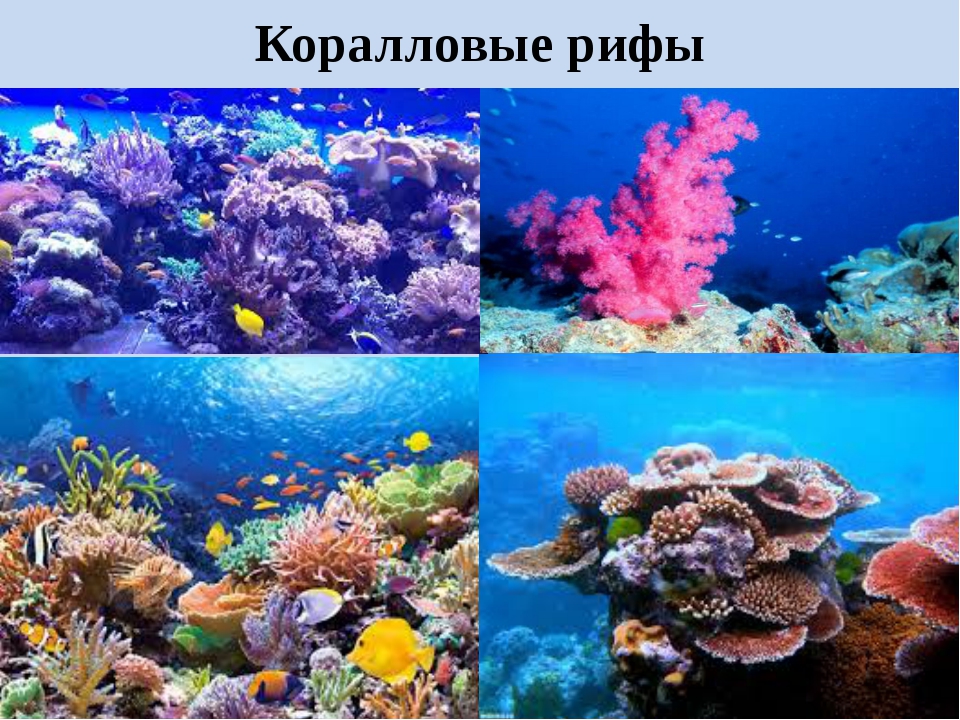 Коралловые рифы образуют. Презентация на тему коралловые рифы. Обитатели кораллового рифа. Коралловое сообщество обитатели. Кораллы в океане.