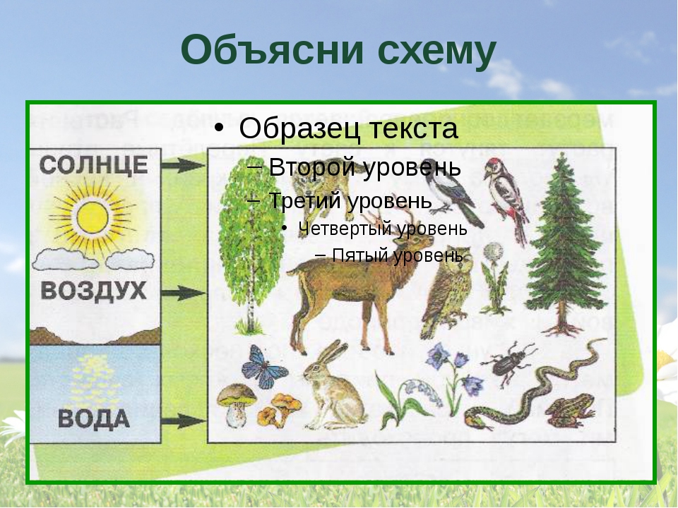 Схема живой природы