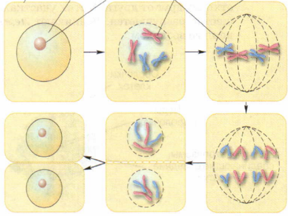 Этапы деления клетки рисунок. Этапы деления растительной клетки схема 5 класс биология. Этапы деления клетки 6 класс биология. Биология 6 класс стадии деления клетки. Деление тетраплоидной клетки