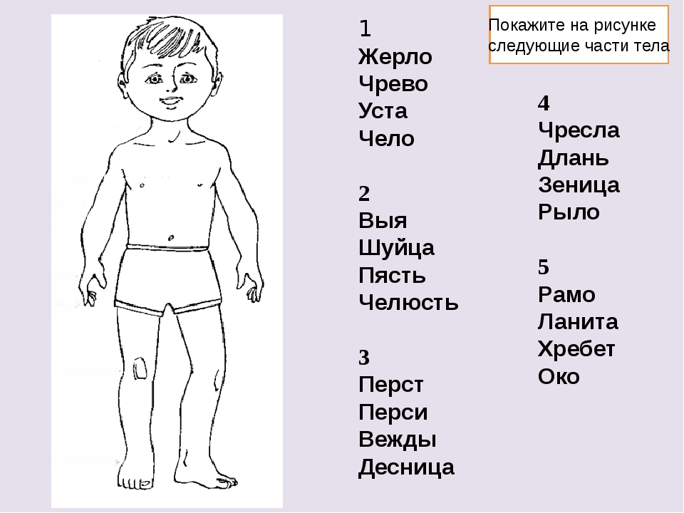 Какие части тела у человека. Названия частей тела на древнерусском языке. Название частей тела на старославянском. Части тела человека названия. Старинные названия частей тела.