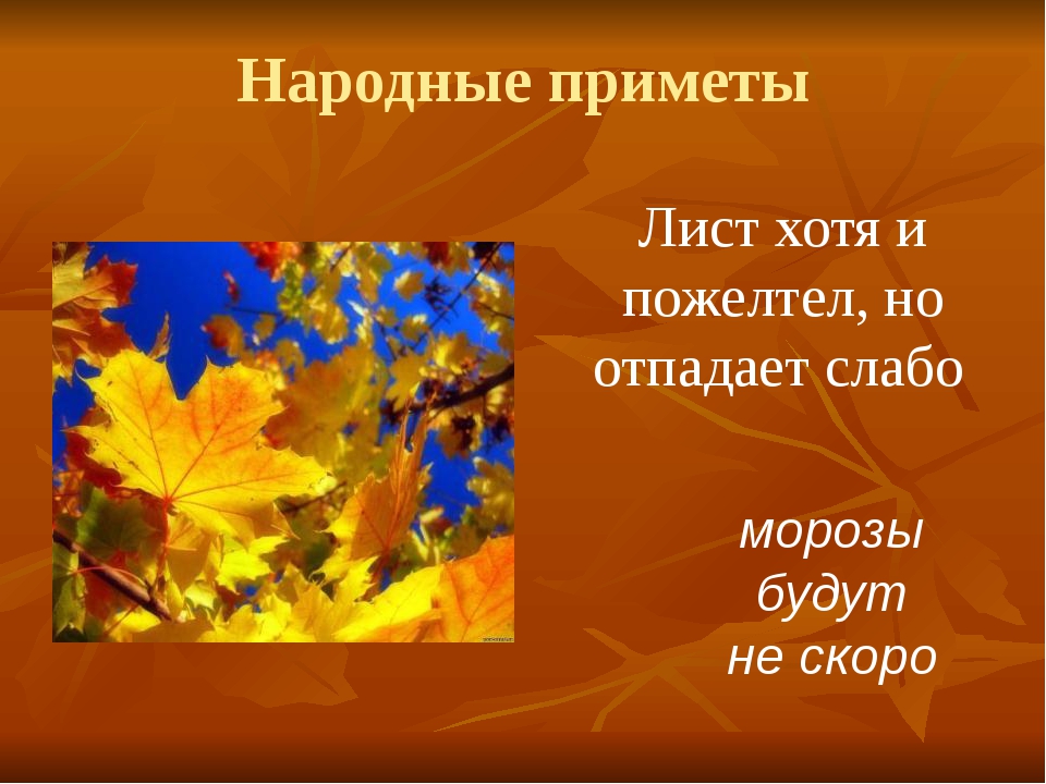 Осенние изменения в природе. Народные приметы связанные с осенью. Народные приметы связанные с листопадом. Приметы осени про листья. 3 Осенних приметы народные.