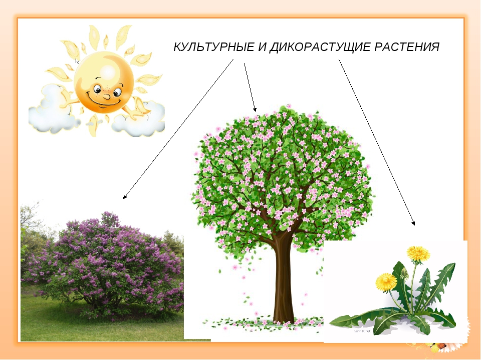 Чем отличаются деревья от кустарников