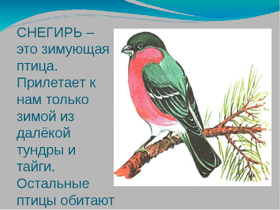 Снегирь перелетная птица. Снегирь Перелетная птица или зимующая. Снегирь это Пролетная птица. Снегирь зимующая птица или нет.