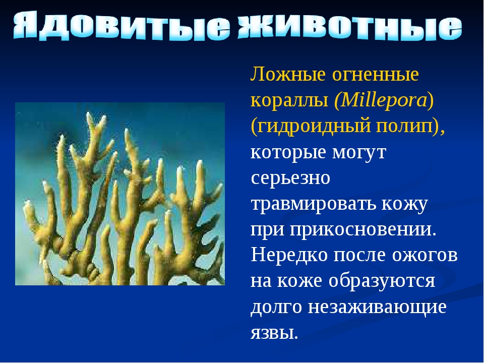 Кишечнополостные в природе. Кораллы полипы Кишечнополостные. Гидроидные полипы биология 7 класс. Гидроидные коралловые полипы. Класс коралловые полипы 5 представителей.