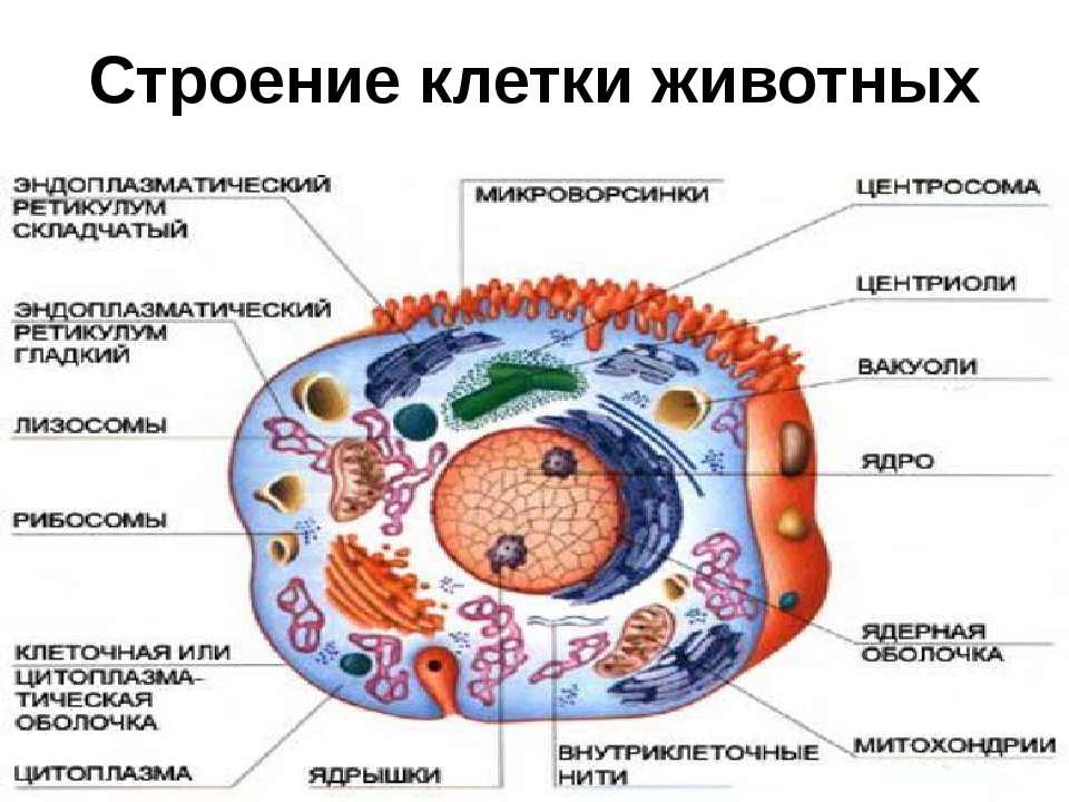 Биология 9 класс клетка. Схема строения животной клетки 9 класс биология. Рисунок строение животной клетки 7 класс биология. Строение животных клеток кратко. Биология строение клетки животного схема.