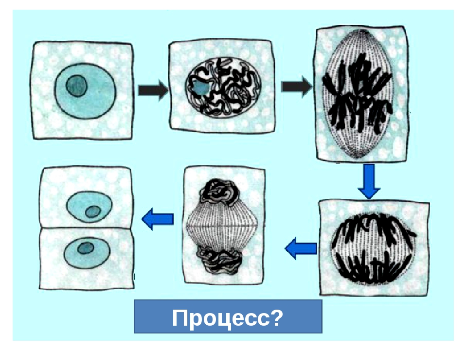 10 5 клеток. Стадии деления клетки 5 класс биология. Деление растительной клетки схема. Стадии деления клетки 5 класс биология рисунок. Деление клетки митоз 5 класс биология.