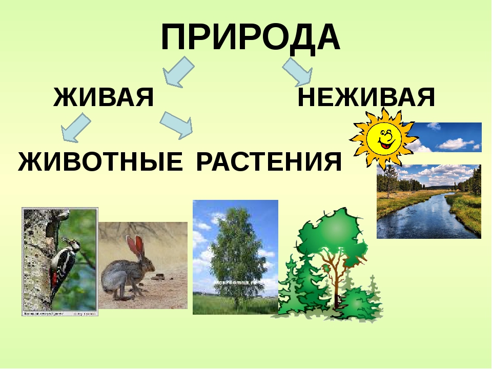 Россия живая неживая природа. Живая и неживая природа. Объекты живой и неживой природы. Живое неживое. Живая и неживая природа картинки.